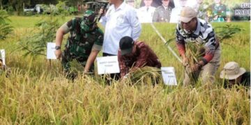 Tradisi Murok Jerami di Desa Namang, Algafry Antusias Sambut Dimulainya Panen Raya Padi