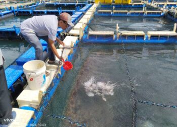PT Timah Bantu Kelompok Pokdakan Tuah Kembangkan Budidaya Kakap Putih
