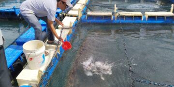 PT Timah Bantu Kelompok Pokdakan Tuah Kembangkan Budidaya Kakap Putih