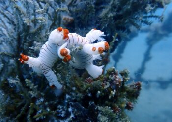 Upaya Rawat Ekosistem Laut, PT Timah Konsisten Tenggelamkan Artificial Reef