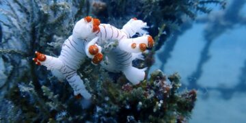 Upaya Rawat Ekosistem Laut, PT Timah Konsisten Tenggelamkan Artificial Reef
