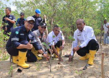 PT Timah Tanam 2500 Bibit Mangrove