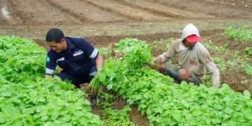 Inisiatif PT Timah Dukung Sektor Pertanian