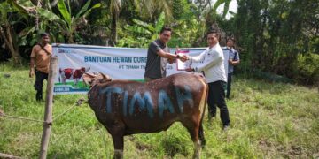 PT Timah Mulai Distribusikan Hewan Kurban ke Pulau dan Desa Terpencil