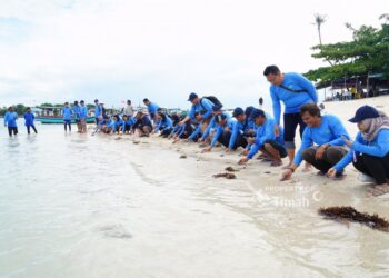PT Timah Tbk Bersama AAI Sumbagsel Lepasliar Tukik Sisik di Pulau Kelayang 