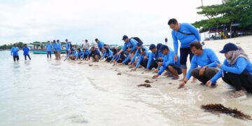PT Timah Tbk Bersama AAI Sumbagsel Lepasliar Tukik Sisik di Pulau Kelayang 