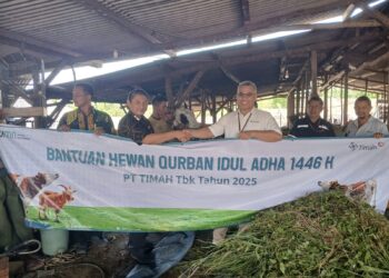 Idul Adha 1446 Hijriah, PT Timah Tebar Ratusan Hewan Kurban di Empat Provinsi