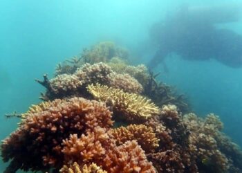 PT Timah Gerakan Penambangan Berkelanjutan untuk Kesejahteraan Masyarakat