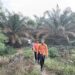 Pemuda Dusun Ibul Bangka Barat Hilang di Kebun Sawit, Ternyata Warga Sempat Lihat Korban Berjalan