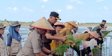 Tanam Padi Serentak, Rina Tarol Ikut Pantau Penyaluran Bantuan Pertanian di Bangka Selatan