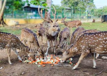 Rehabilitasi Satwa Endemik, PT Timah Jaga Keseimbangan Alam Bangka Belitung