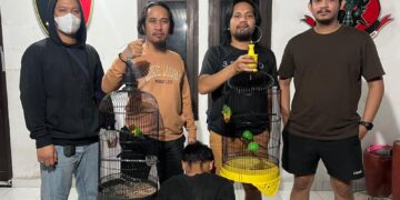 Maling Burung Lovebird Terekam CCTV, Pelaku Diringkus Tim Buser Naga Pangkalpinang
