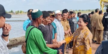 Petani Cemas Jelang Panen Raya, Anggota DPRD Babel: Bulog Wajib Beli Gabah, Harga Jangan Dimainkan