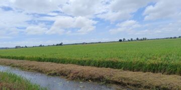 Bulog Stop Beli Gabah, Gubernur Hidayat: Jangan Matikan Semangat Petani