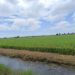 Bulog Stop Beli Gabah, Gubernur Hidayat: Jangan Matikan Semangat Petani