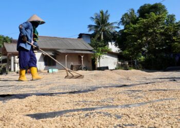Serap Beras Petani di Bangka Selatan, Anggaran HUT ke-25 Babel Ditiadakan hingga ASN Dikerahkan