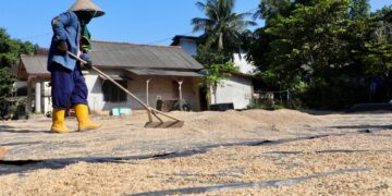Serap Beras Petani di Bangka Selatan, Anggaran HUT ke-25 Babel Ditiadakan hingga ASN Dikerahkan