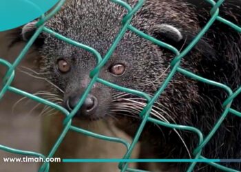 Bersama PPS Alobi, PT Timah Jadikan Reklamasi Tambang sebagai Rumah Baru Satwa Liar