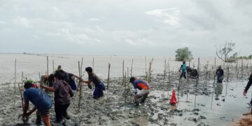 Walhi Babel Bersama Nelayan Batu Beriga Tanam Mangrove, Gaungkan Perlindungan Pesisir