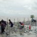 Walhi Babel Bersama Nelayan Batu Beriga Tanam Mangrove, Gaungkan Perlindungan Pesisir