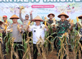 Swasembada Pangan, Gubernur Babel Hadiri Panen Raya Jagung Serentak