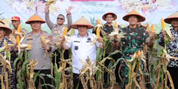 Swasembada Pangan, Gubernur Babel Hadiri Panen Raya Jagung Serentak