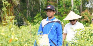 Dari Desa hingga Pascatambang, PT Timah Maksimalkan Pertanian Lokal untuk Ketahanan Pangan