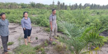 Lahan Pertanian Pangan di Limus Diduga Dialihfungsikan Jadi Sawit, Rina Tarol Minta Aktor yang Terlibat Diungkap