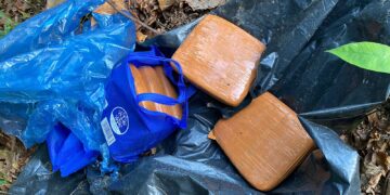 Geger Temuan 5 Kg Ganja Tak Bertuan di Kebun Sawit Warga Mendo Barat, Polisi Dalami Asal-usulnya