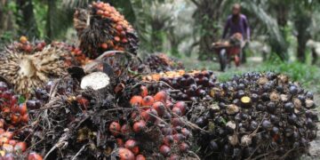 Status Kebun Inti PT PSM Jadi “Teka-teki” Pasca Disorot DPRD Babel, DPKP Belum Bisa Pastikan hingga Perusahaan Membantah