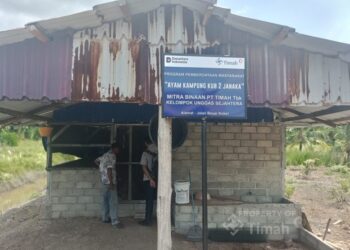 PT TIMAH Perkuat Ekonomi Lokal Lewat Peternakan Ayam Kampung