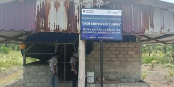 PT TIMAH Perkuat Ekonomi Lokal Lewat Peternakan Ayam Kampung