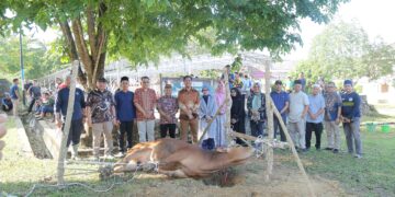 Tujuh Sapi dan Lima Kambing Disembelih di UBB, Polda Babel Turut Berkontribusi