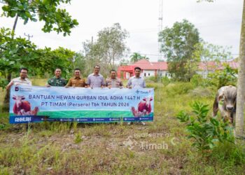 31 Ekor Sapi Kurban  Bantuan PT Timah Disebar ke Berbagai Desa di Bangka Selatan