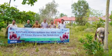31 Ekor Sapi Kurban  Bantuan PT Timah Disebar ke Berbagai Desa di Bangka Selatan