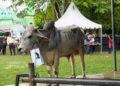 Keterlibatan Peternak Lokal Jadi Nilai Tambah Program Kurban PT TIMAH