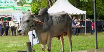 Keterlibatan Peternak Lokal Jadi Nilai Tambah Program Kurban PT TIMAH