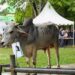 Keterlibatan Peternak Lokal Jadi Nilai Tambah Program Kurban PT TIMAH