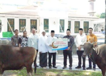 Bank Sumsel Babel Distribusikan Sapi Kurban ke Sejumlah Wilayah