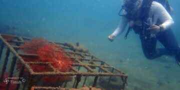 Tak Hanya Tambang, PT TIMAH Fokus Pulihkan Alam Lewat Mangrove, Coral hingga Energi Surya