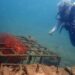 Tak Hanya Tambang, PT TIMAH Fokus Pulihkan Alam Lewat Mangrove, Coral hingga Energi Surya