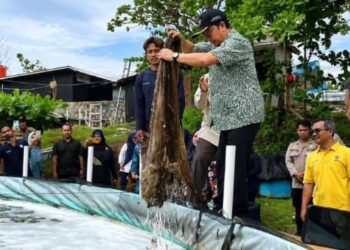Panen Perdana Udang Vaname, Bangka Tengah Bidik PAD dan Pasok Program Makan Bergizi Gratis