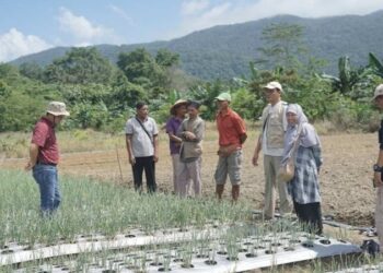 Bawang Merah dan Cabai Jadi Andalan, Bangka Tengah Perkuat Pengembangan Hortikultura