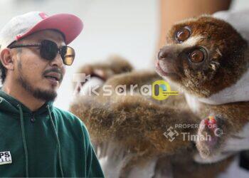 Satwa Liar Babel Terpaksa Keluar Hutan, Karhutla Babel Mengancam Habitat Satwa Endemik