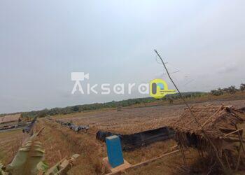 Ironi Proyek Ketahanan Pangan di Batu Betumpang, Petani Keluhkan Air Asin hingga Pintu Air Bocor